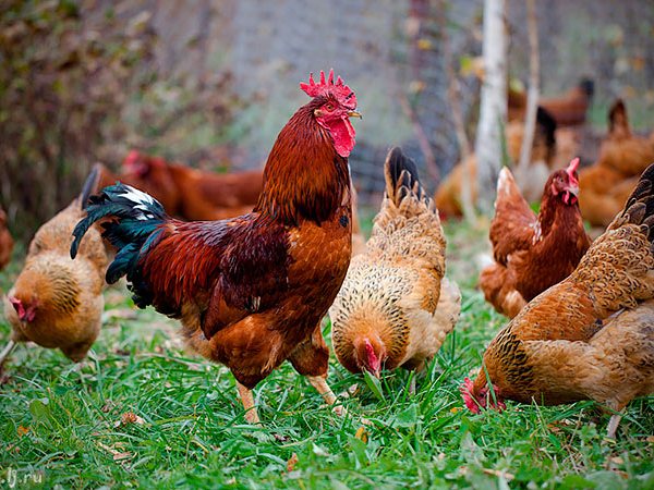 Породы куриц | ЗооТом - продажа, вязка и услуги для животных в Торжке