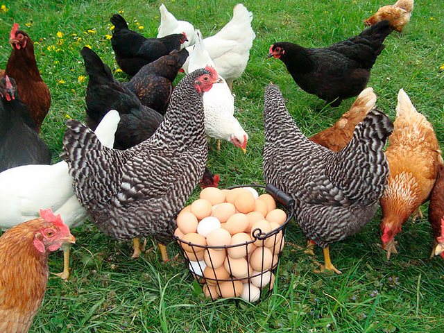 Содержание кур и уход за ними | ЗооТом - продажа, вязка и услуги для животных в Торжке