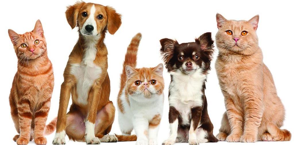 Доска объявлений о животных | ЗооТом - продажа, вязка и услуги для животных в Торжке