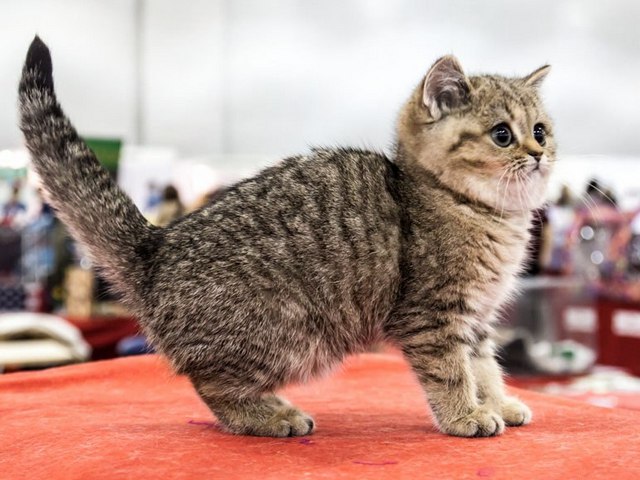 Породы кошек в Торжке | ЗооТом портал о животных