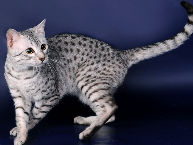 Породы кошек в Торжке | ЗооТом портал о животных