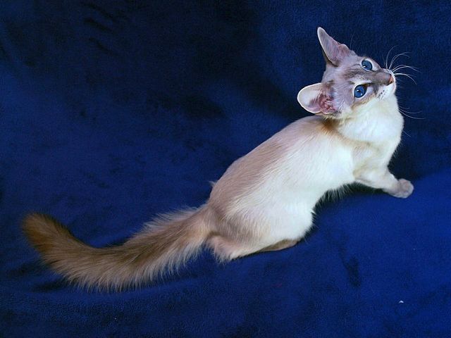 Выведенные породы кошек в Торжке | ЗооТом портал о животных