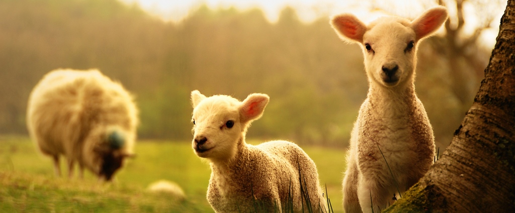 Объявления о сельскохозяйственных животных | ЗооТом - продажа, вязка и услуги для животных в Торжке