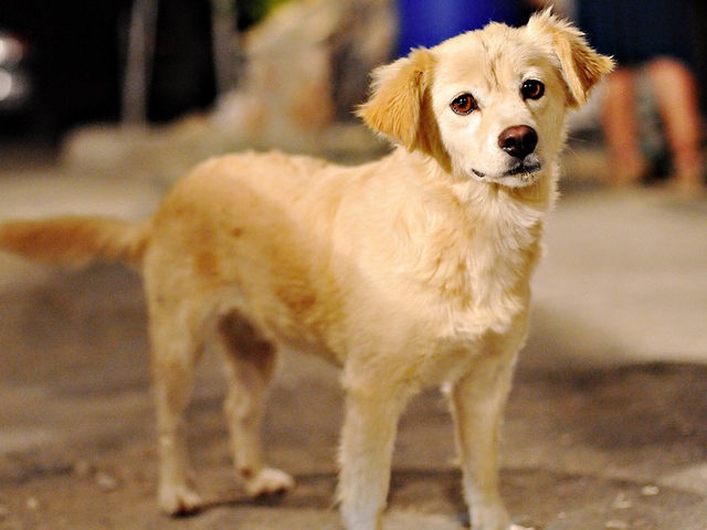 Породы собак в Торжке | ЗооТом портал о животных