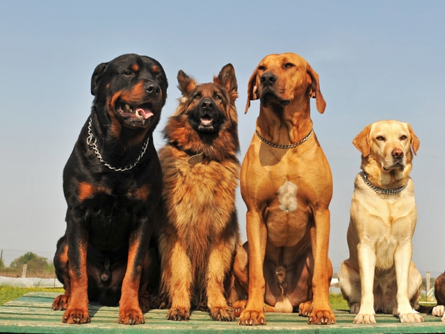 Крупные породы собак в Торжке | ЗооТом портал о животных