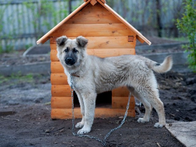Все о собаках в Торжке Все о собаках в Торжке